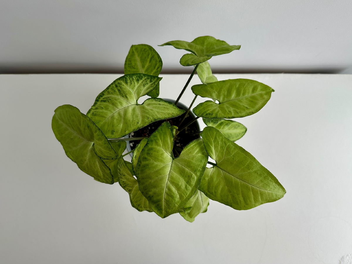 Сингониум White Butterfly (Уайт Баттерфляй – «Белая бабочка»)