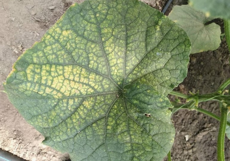 Паутинный клещ на огурцах, сделайте это срочно, а то погибнет весь урожай