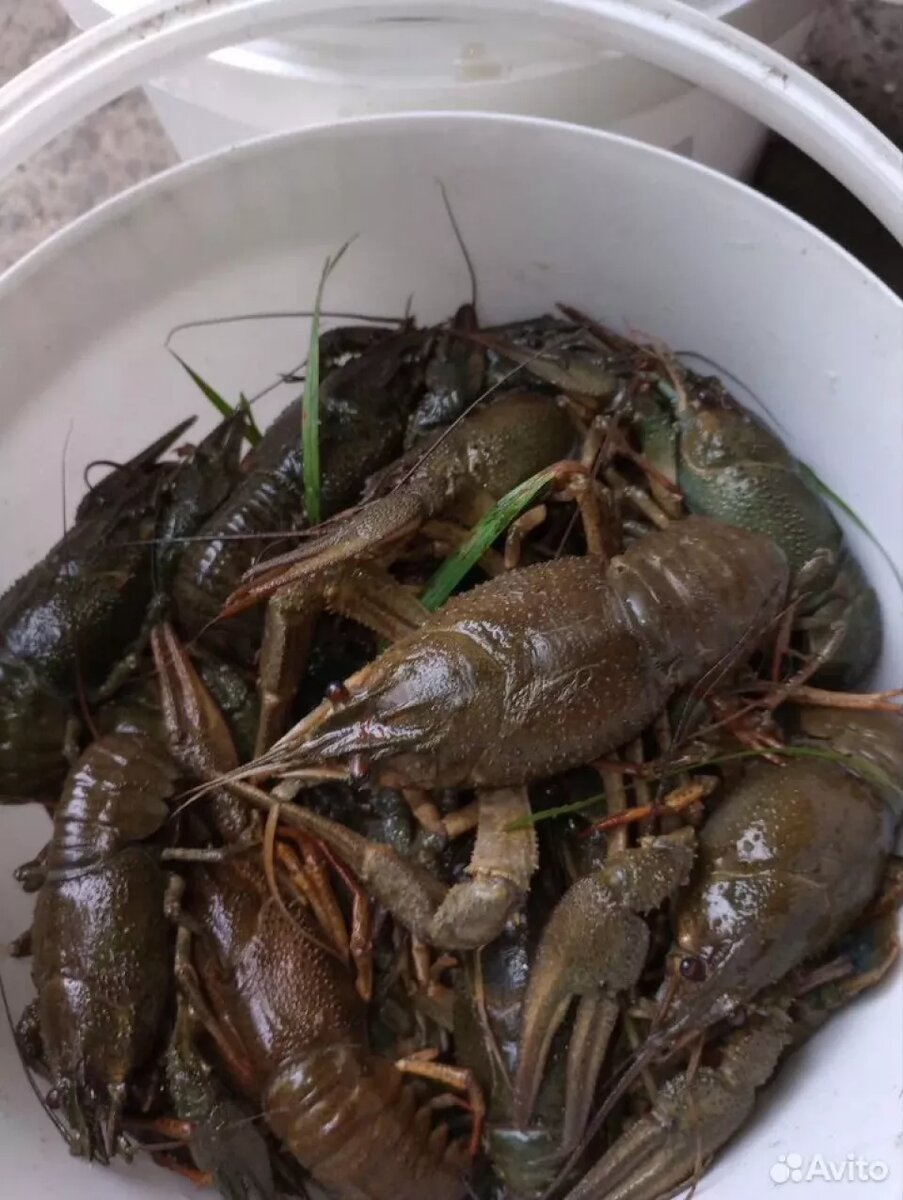    Рыбалка в Алтайском крае. Источник: avito.ru