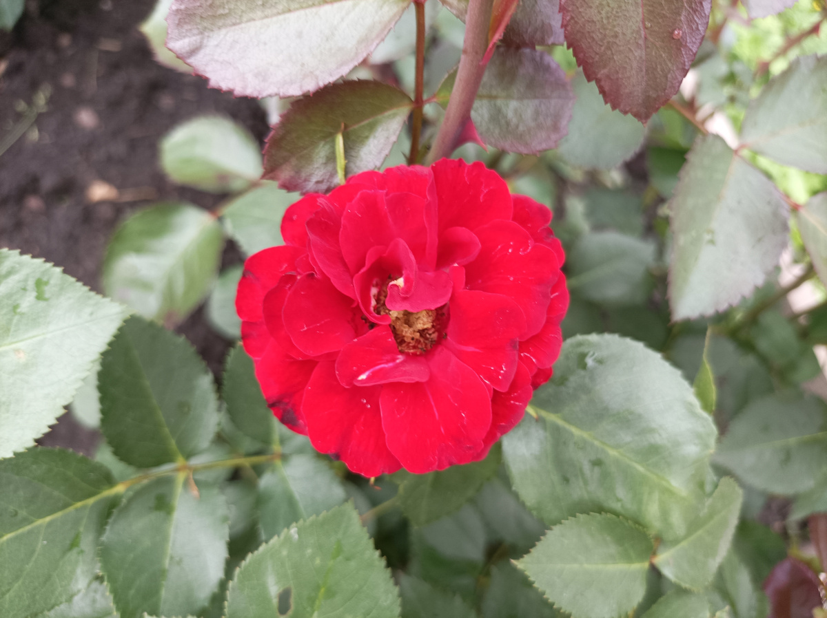 Николло Паганини