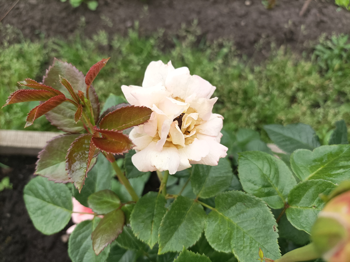 Афродита, и таких цветков было 5 штук! 