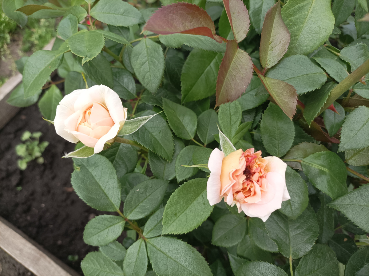 Лионс Роуз, левый попртили трипсы, правый распустился потом нормальным