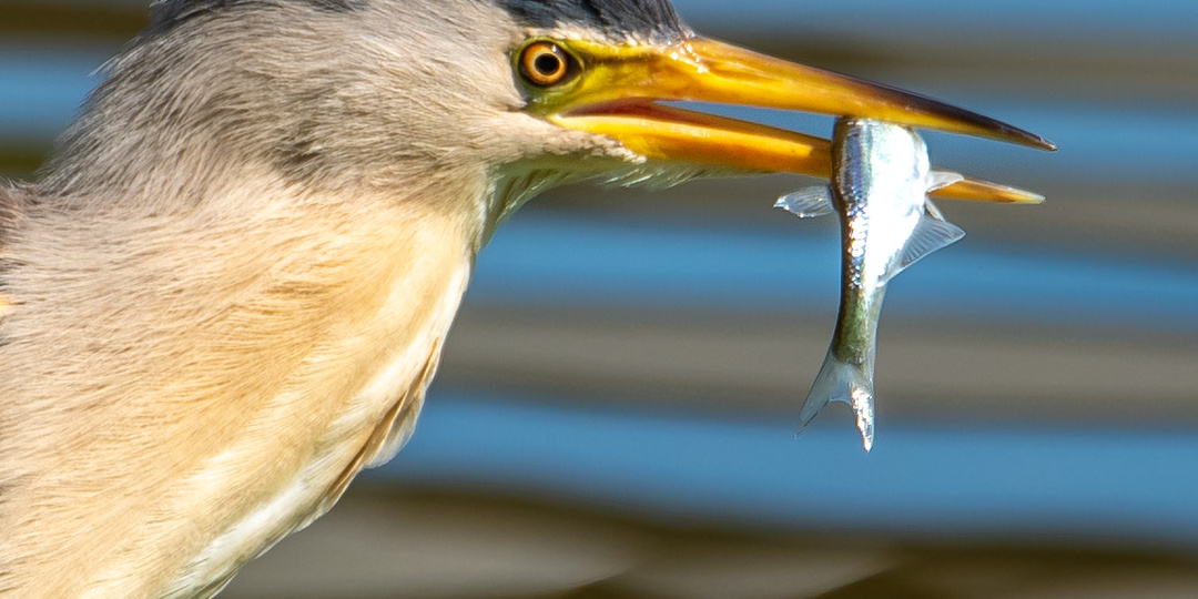 Лето, птицы, Карасун. 22.06.25.
