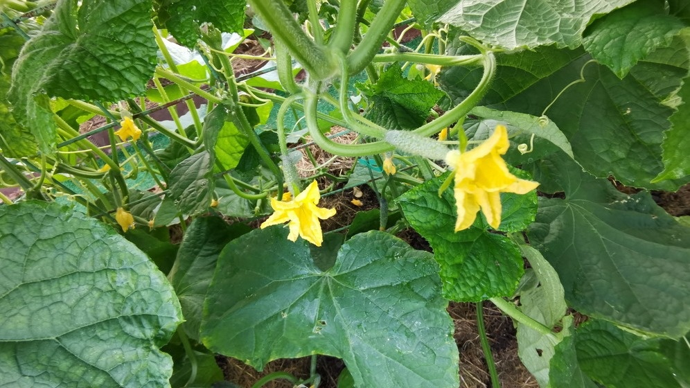 Мои огурцы в разгар сезона болезней - минимум проблем