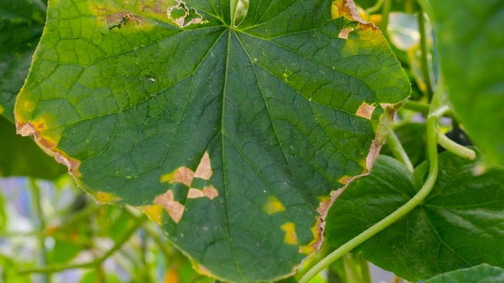 Так выглядят первые признаки мучнистой росы - действовать нужно быстро