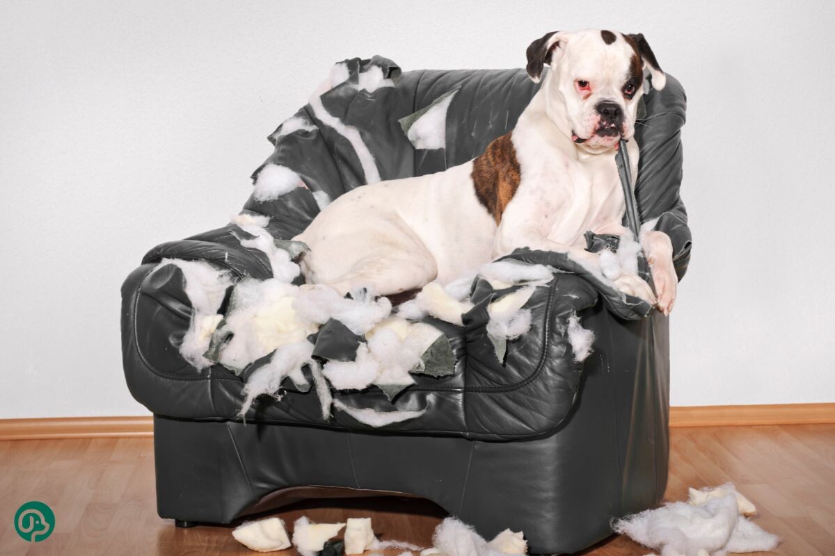 Собака разгрызла кресло 