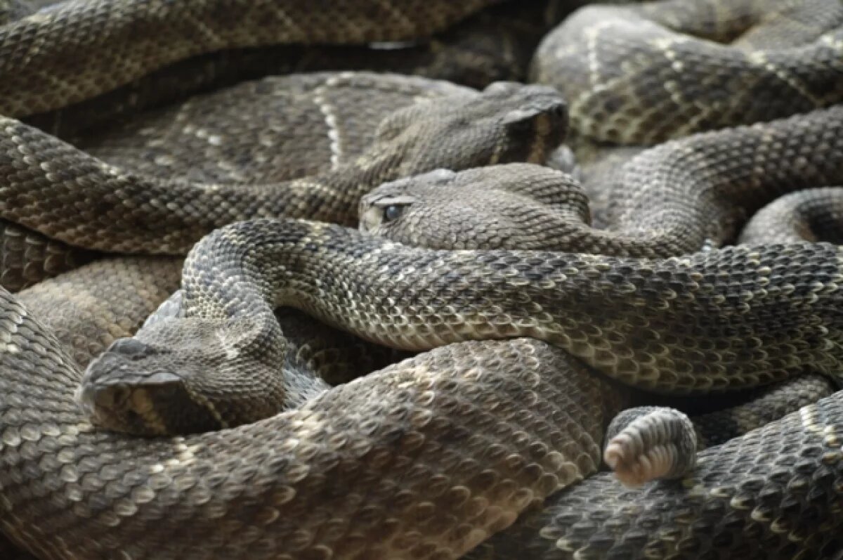    Змея атаковала женщину на дачном участке.