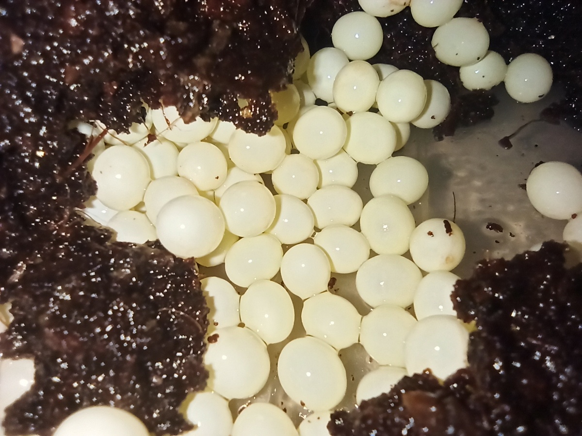 Выглядит так красиво!