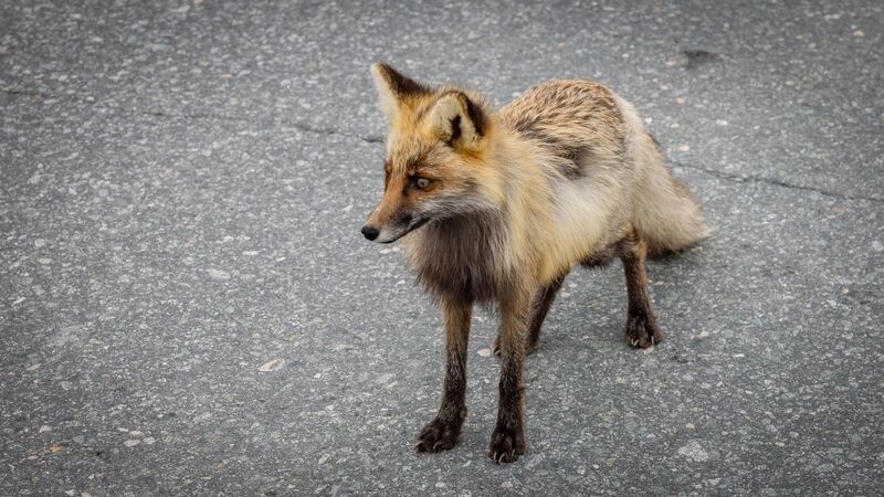    Фото: Федор Воронов / «Ямал-Медиа»