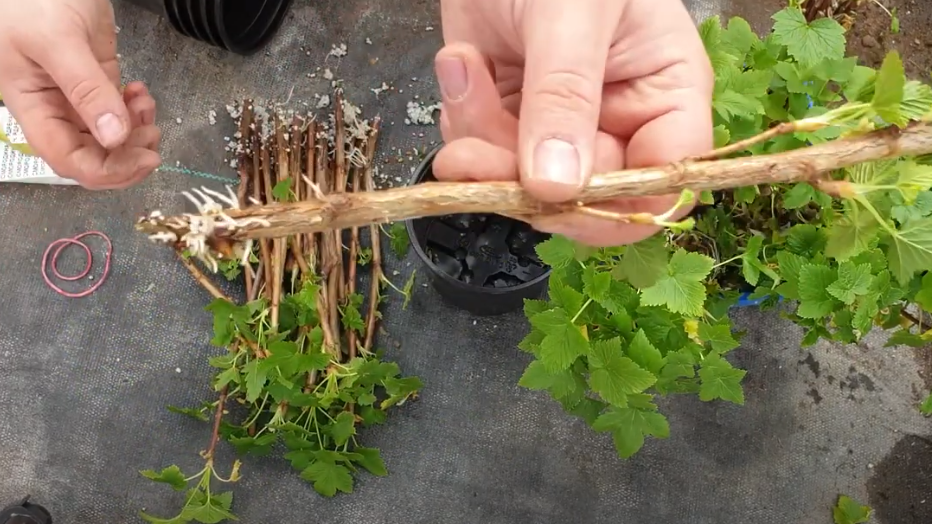 Мои черенки смородины 