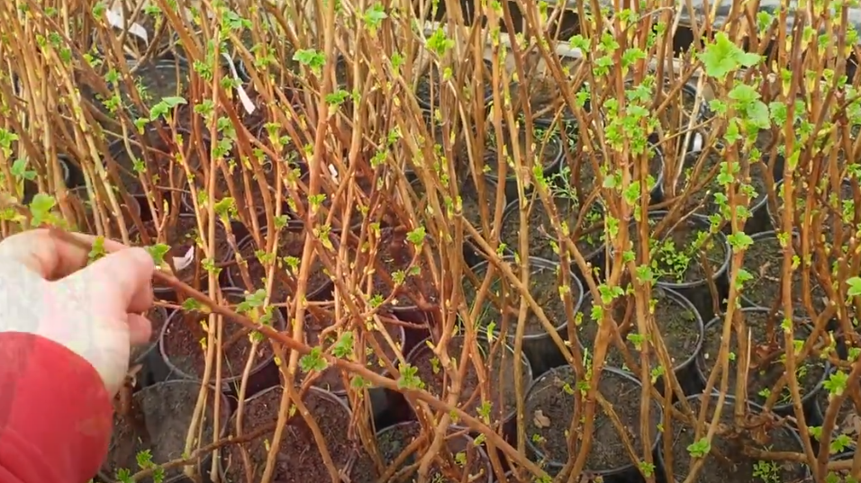 все активно укореняются в июльской жаре