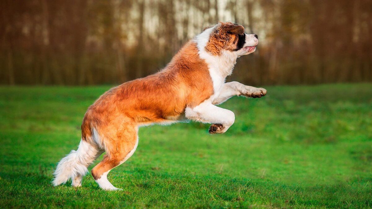 Ваш верный друг заслуживает имени с русской душой! 🇷🇺🐕