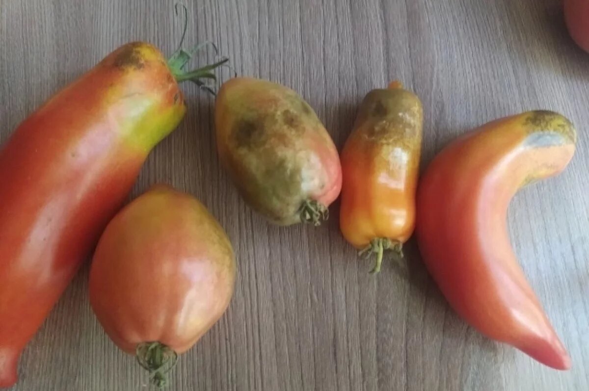    Фитофтора на помидорах.