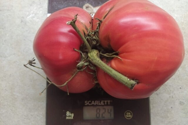    Вырастить такой помидор мечтает каждая дачница. Фото: АиФ/ Татьяна Бахтигозина