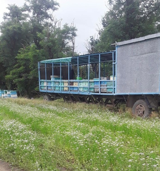 На кориандре