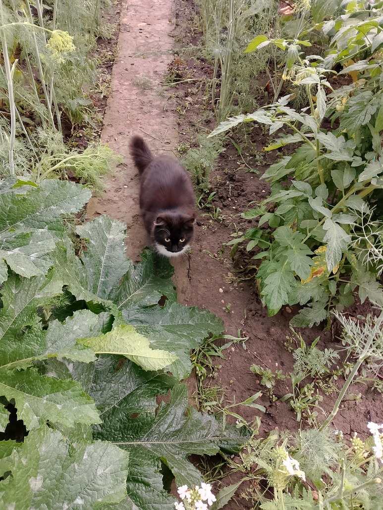 Мультик обходит владения свои😻