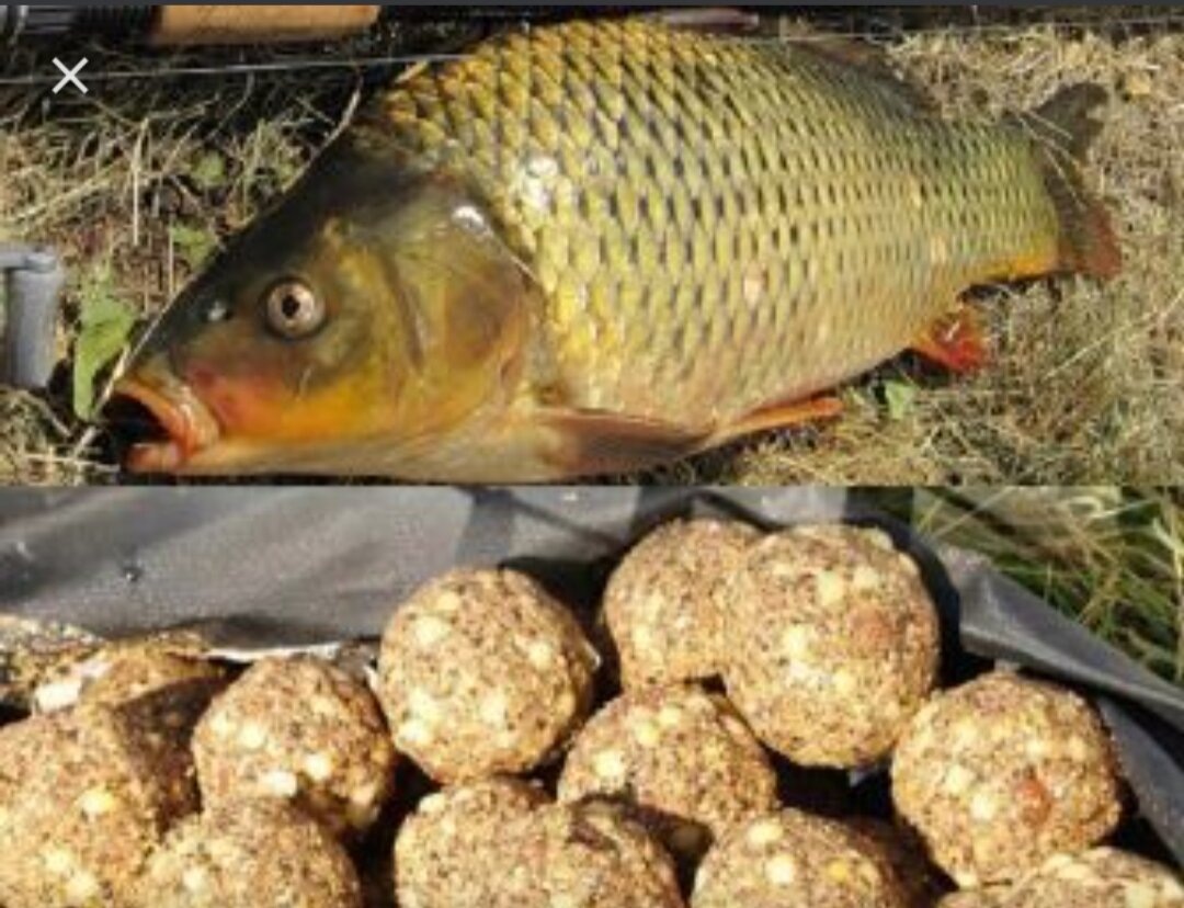 Летняя прикормка 