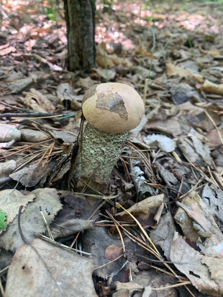    Фото: управление по охране животного мира Приамурья