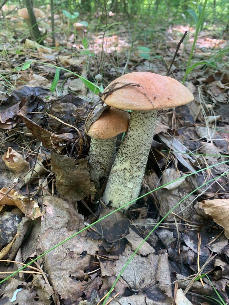    Фото: управление по охране животного мира Приамурья