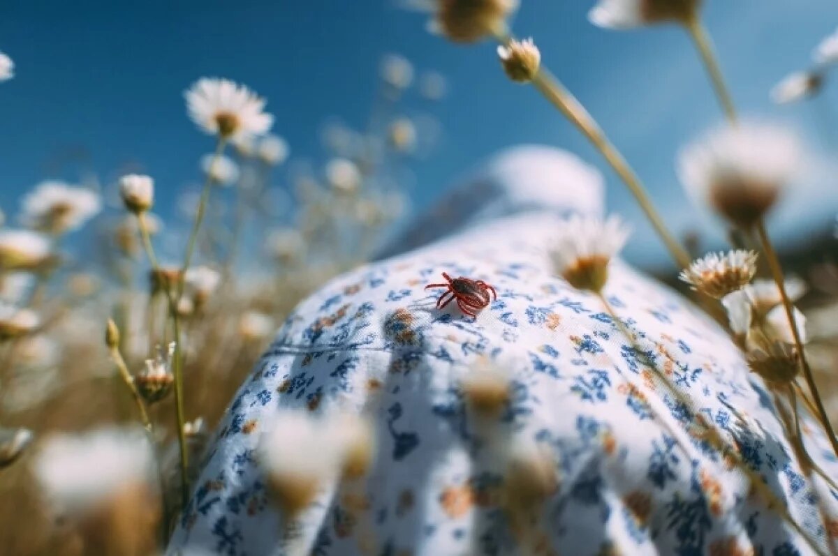    В Тюменской области подтверждено 50 случаев клещевых инфекций