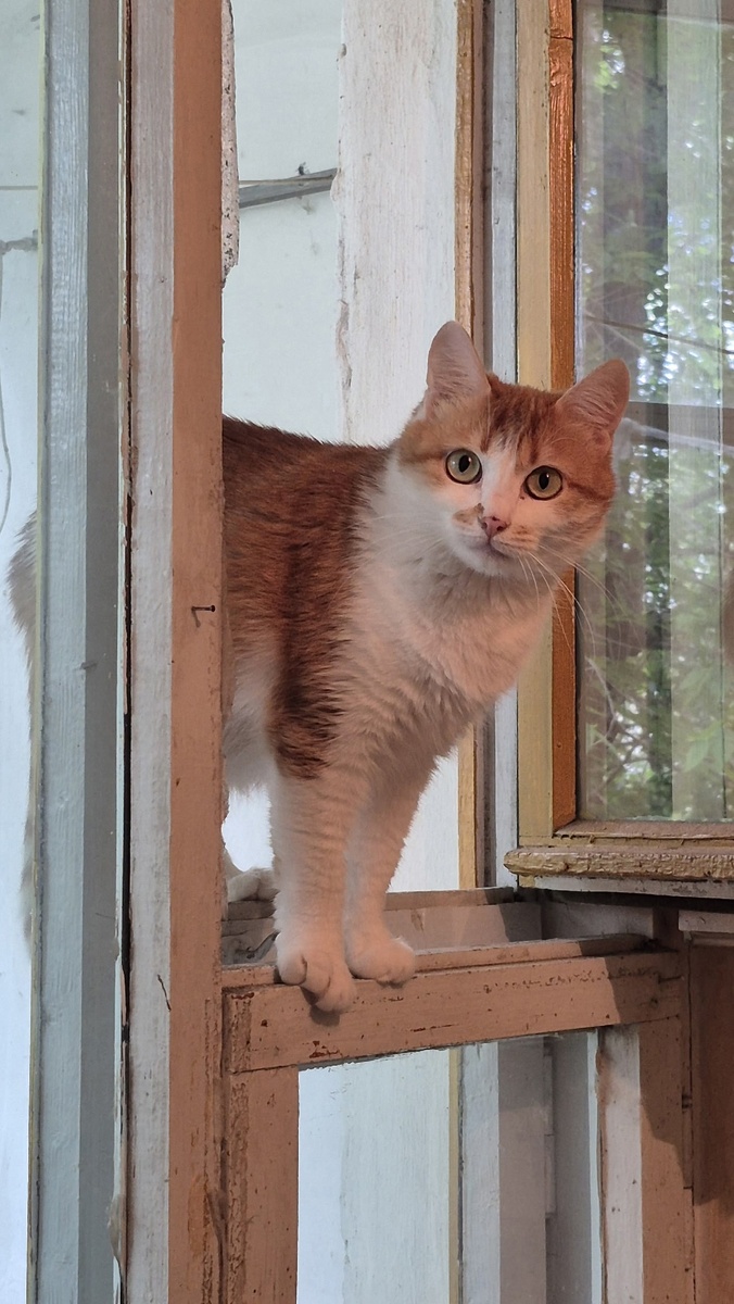 кошь тоже не понимает