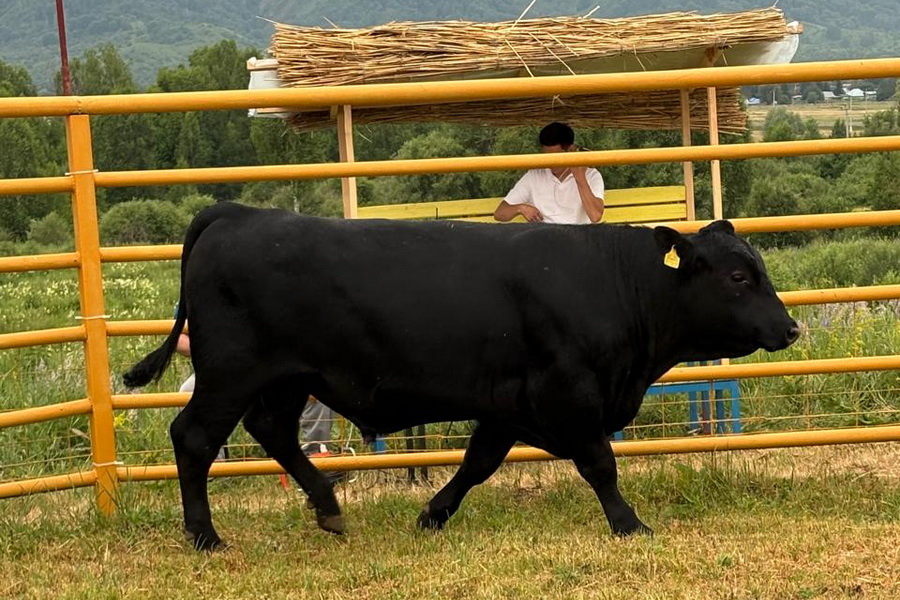 Бык по кличке Маркиз