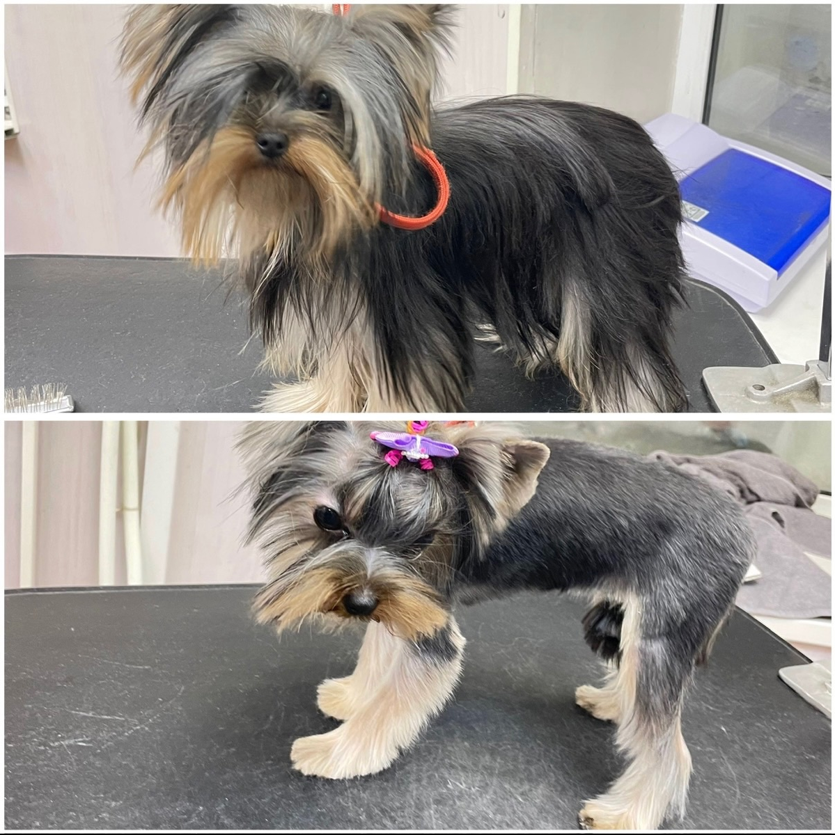 Грумер - специалист по уходу за внешним видом домашних животных, чаще всего собак и кошек. Его задача - поддерживать гигиену и эстетику питомца.