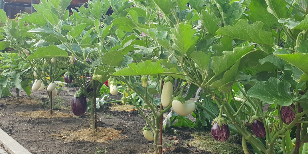 Формируем баклажаны. Золотые правила и наглядный пример.