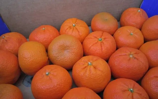    Фото: пресс-служба Северо-Западного межрегионального управления Россельхознадзора.