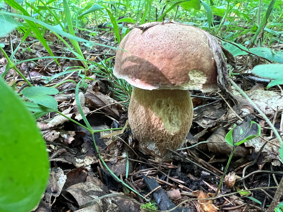 23.06.25 - единственный белый, который нашла. Правда потом еще дома обнаружила один - совсем крошку ростом сантиметра полтора, я его сорвала как лисичку. Еще подумала, странная лисичка одинокая.