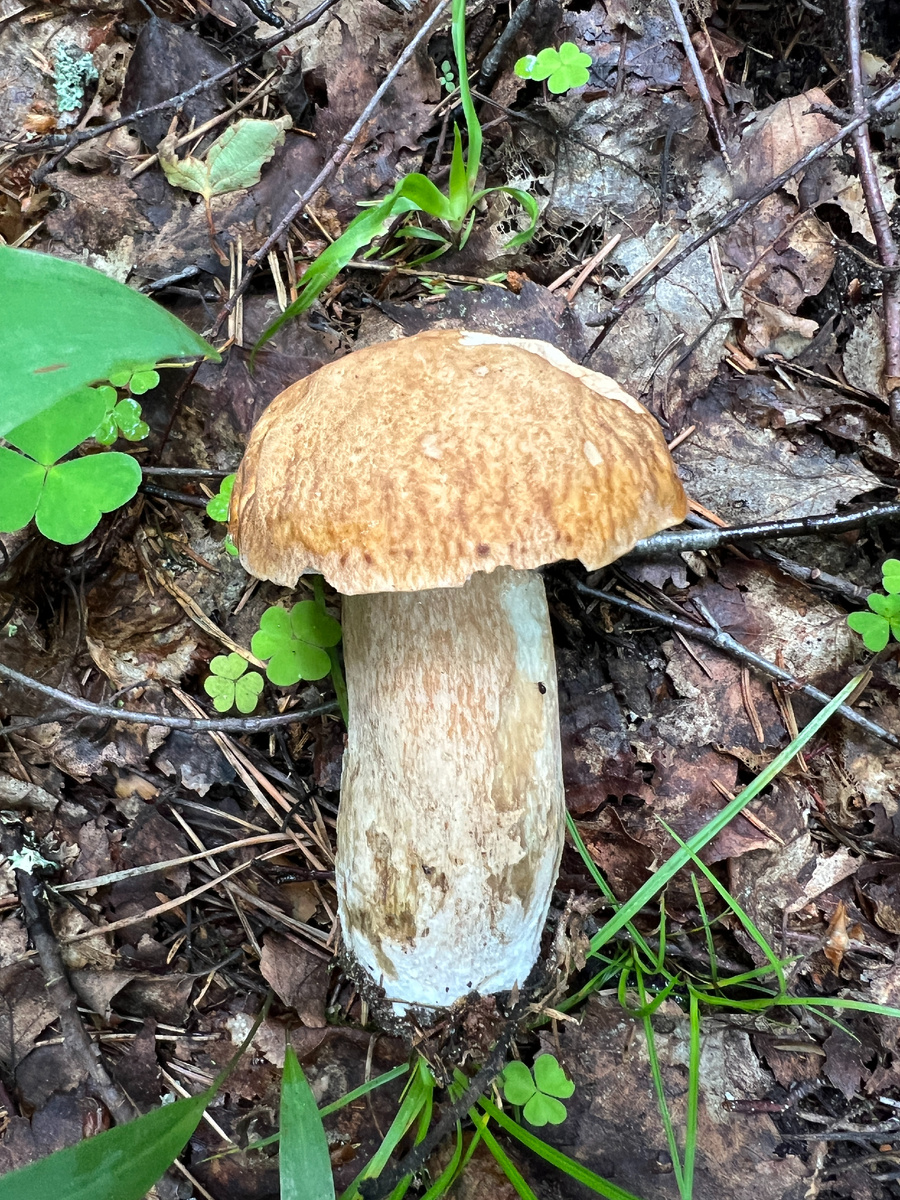 22.06.25 Вернувшись из Подмосковья, и даже не заезжая домой, проверила один из "наших" лесов с сетчатыми, информация поступила, что находят. Но мне попалось всео 4 шт. Грибы были мало того что червивы, но еще и "замучанные", светлые, будто им не хватало чего-то. Им не хватает тепла!