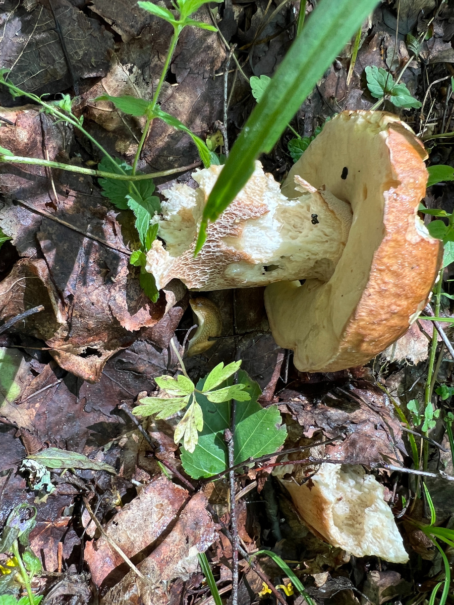 22.06.25 . Еще и слизнями поедены, хотя этот лес не "слизняковый". 