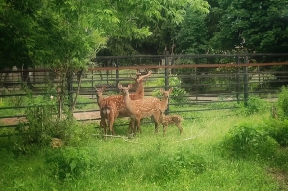    В Большереченском зоопарке под Омском произошло радостное пополнение