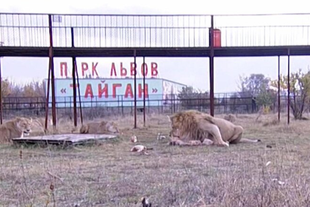 Фото: кадр НТВ