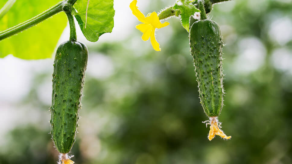 Фото: Илья Галахов / Коммерсантъ