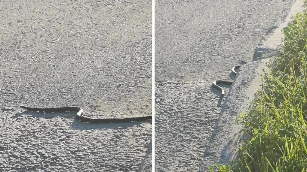     Автор: Om1.ru Источник: https://nsk.om1.ru