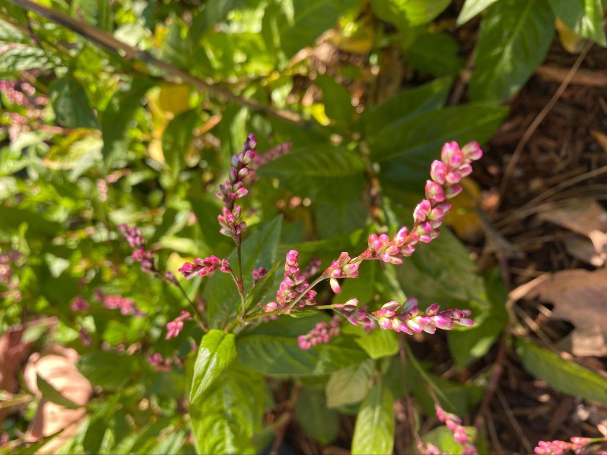 Горец красильный (persicaria tinctoria)