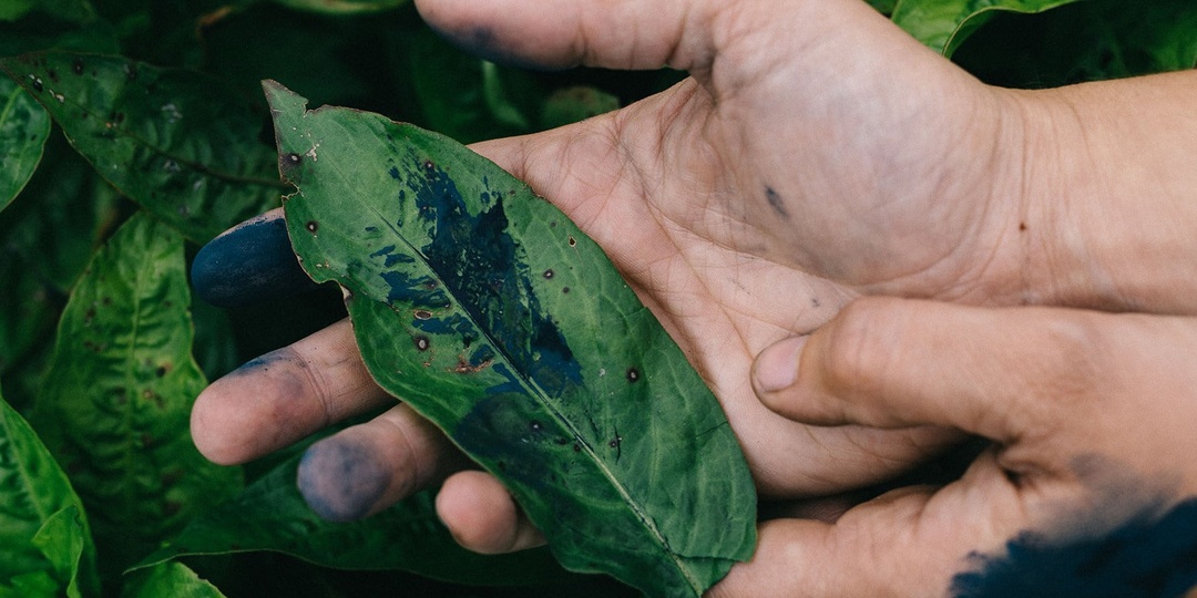 «Японский синий»: история и символика индиго