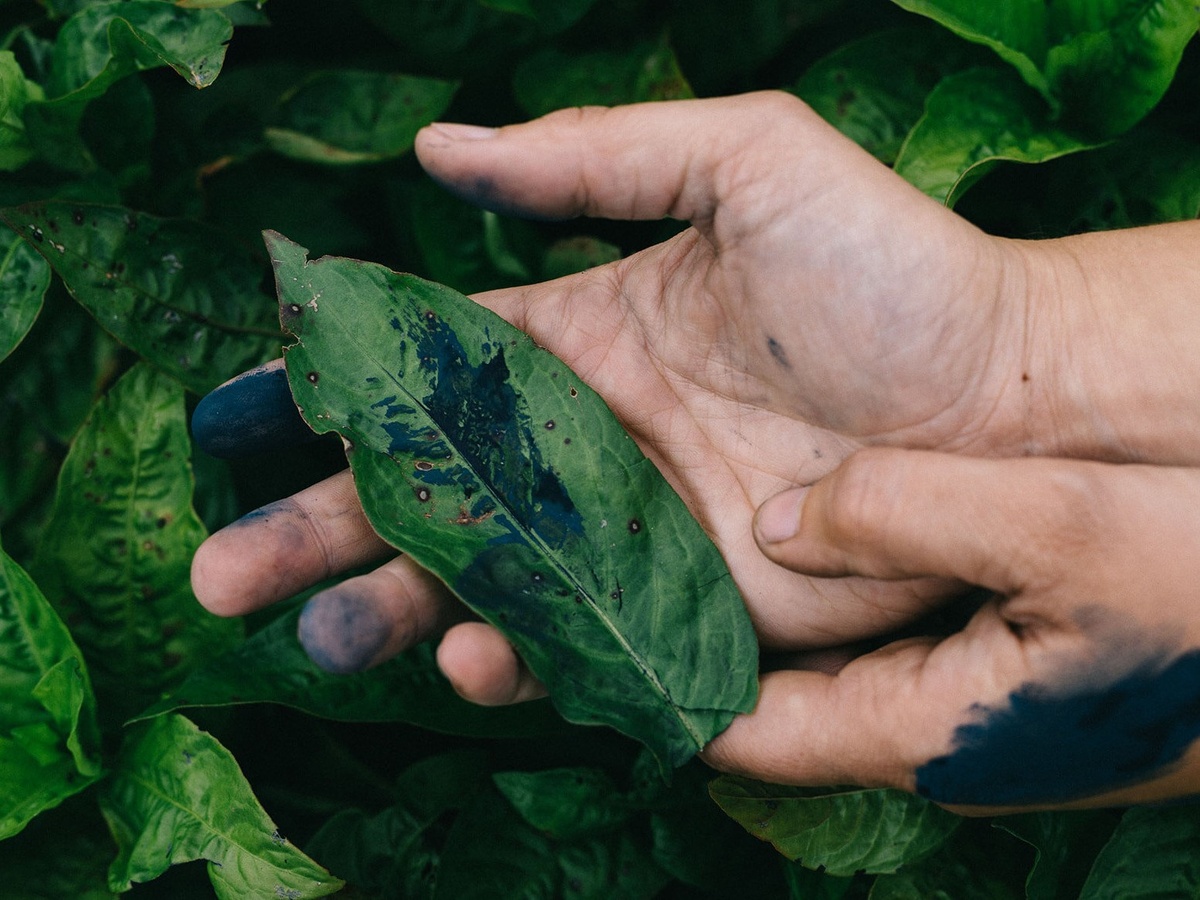 Индикан. Источник: https://www.indigofest.org/resources-2