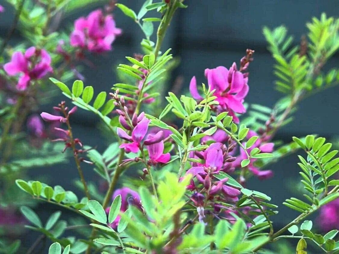 Индигофера красильная (indigofera tinctoria)