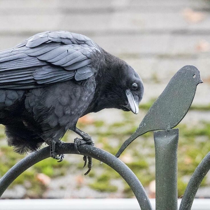 #мужскаядружба #мужскаяпсихология #пенсиянеприговор #осознанноестарение #жизнь