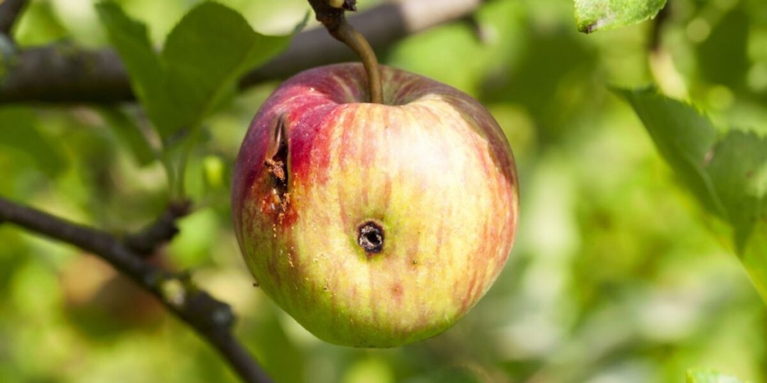 💖Чтобы яблоки не были червивыми: лучше хранятся и гусениц нет