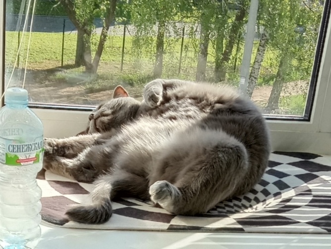 Забавные факты: откуда у кошки любовь ко сну в необычных уголках дома. Надо ли человеку переносить туда свою кровать