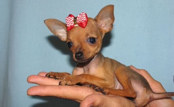 Леди – истинное воплощение изящества. 🎀