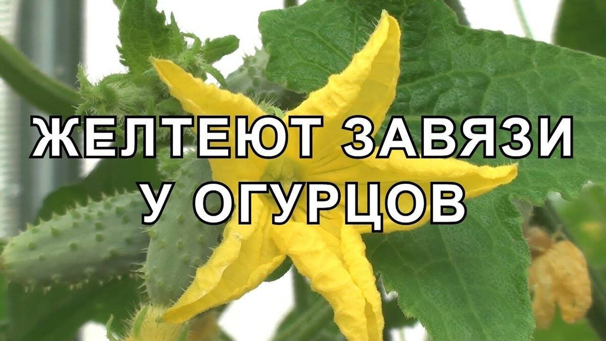 Завязи огурцов желтеют и отваливаются