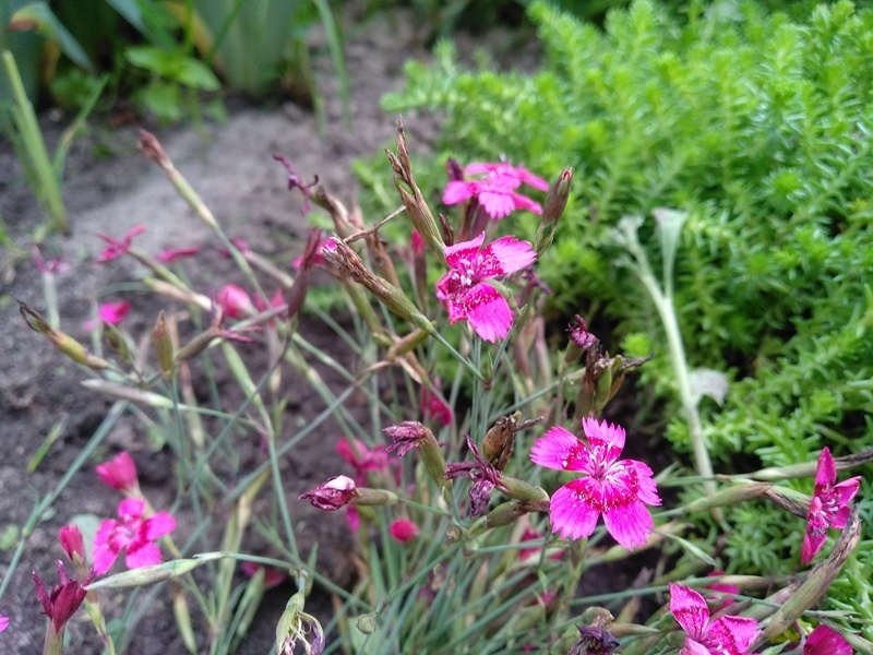 гвоздика травянка, купленная мною