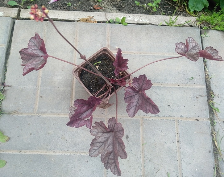 Изумительная герочка ждёт посадки в цветник