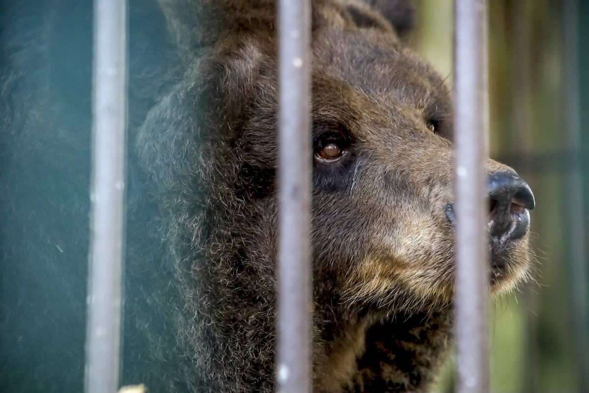 Животное не боялось людей и вело себя чрезмерно агрессивно.  Фото: Фото: ФедералПресс / Елена Майорова
