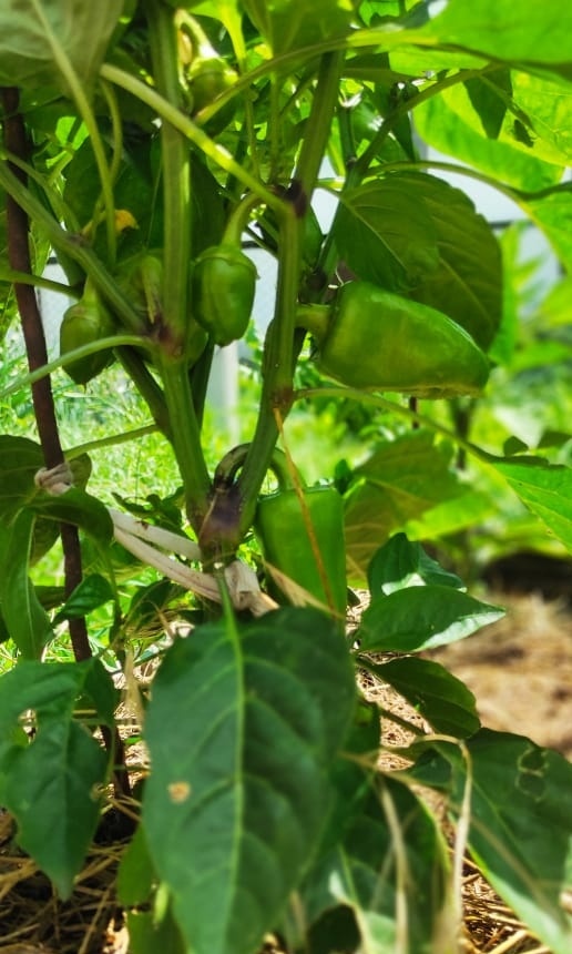 Болгарский перец