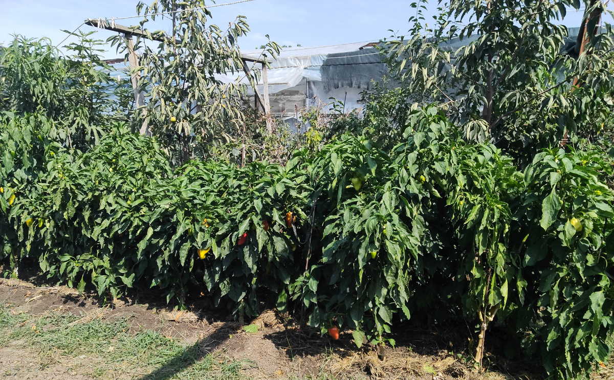 Лето 2024 года.